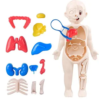 Интерактивные анатомические игрушки Анатомия тела Орган Модель человека Съемные инструменты для изучения анатомии и физиологии Модель анатомии человека для